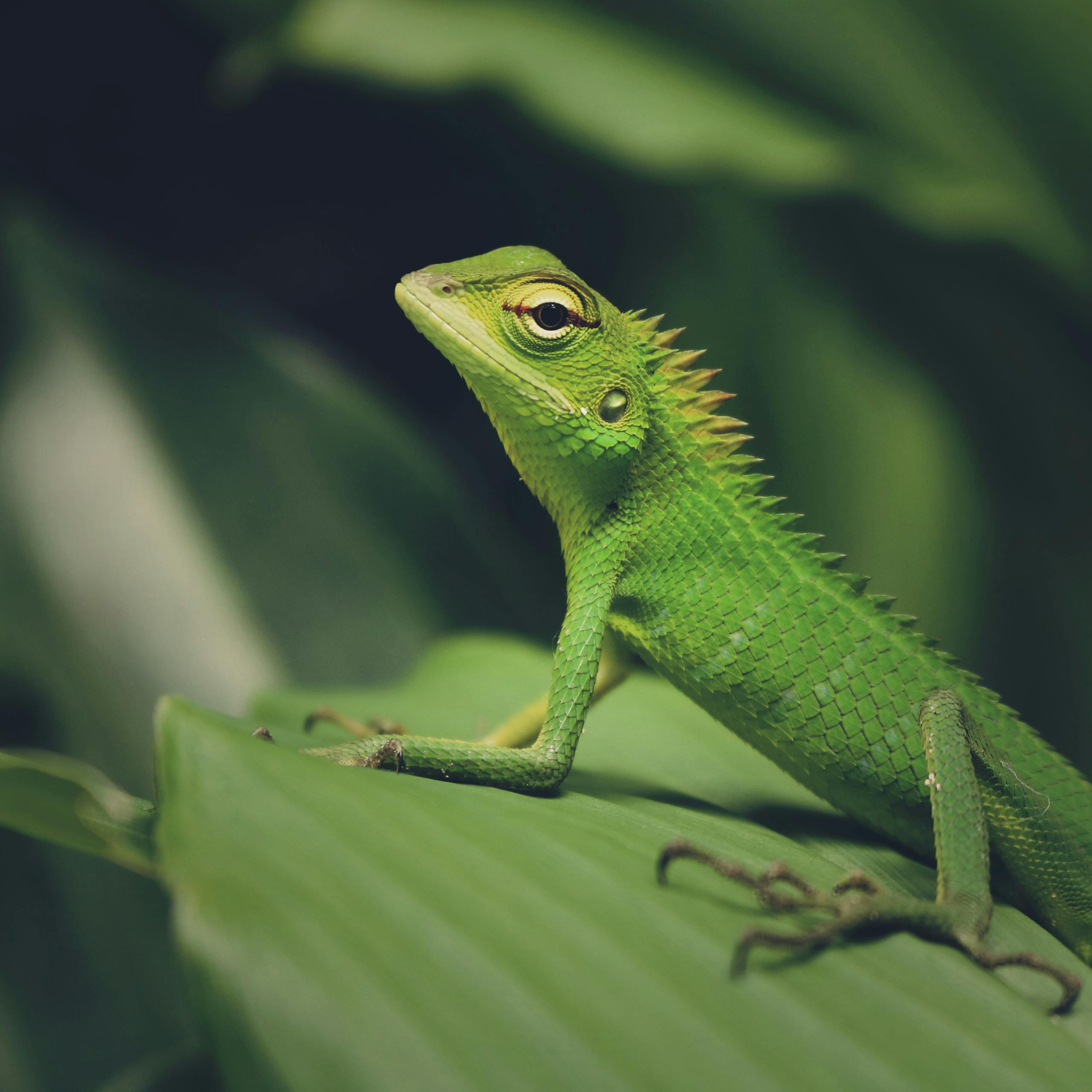 Vibrant green crested lizard resting on a leaf, showcasing its textured scales in detail.